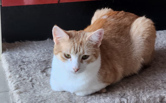 Cat for adoption
