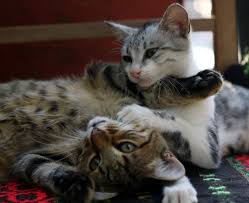 Cats and Kittens Are Not Solo Creatures