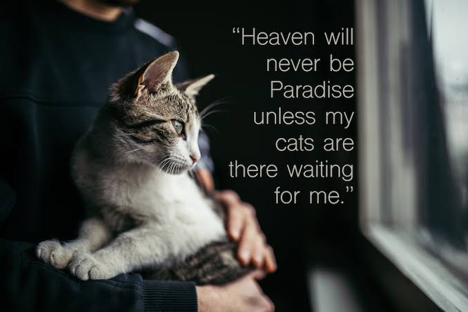 About Save a pet Foundation