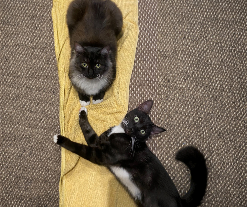 Aldo & Fifi