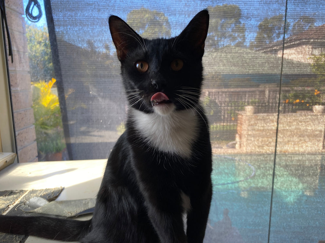 Cat for adoption