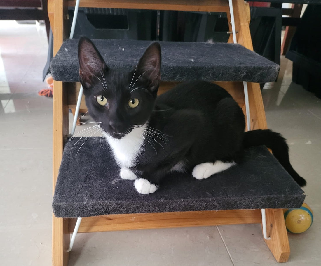 Kitten for adoption