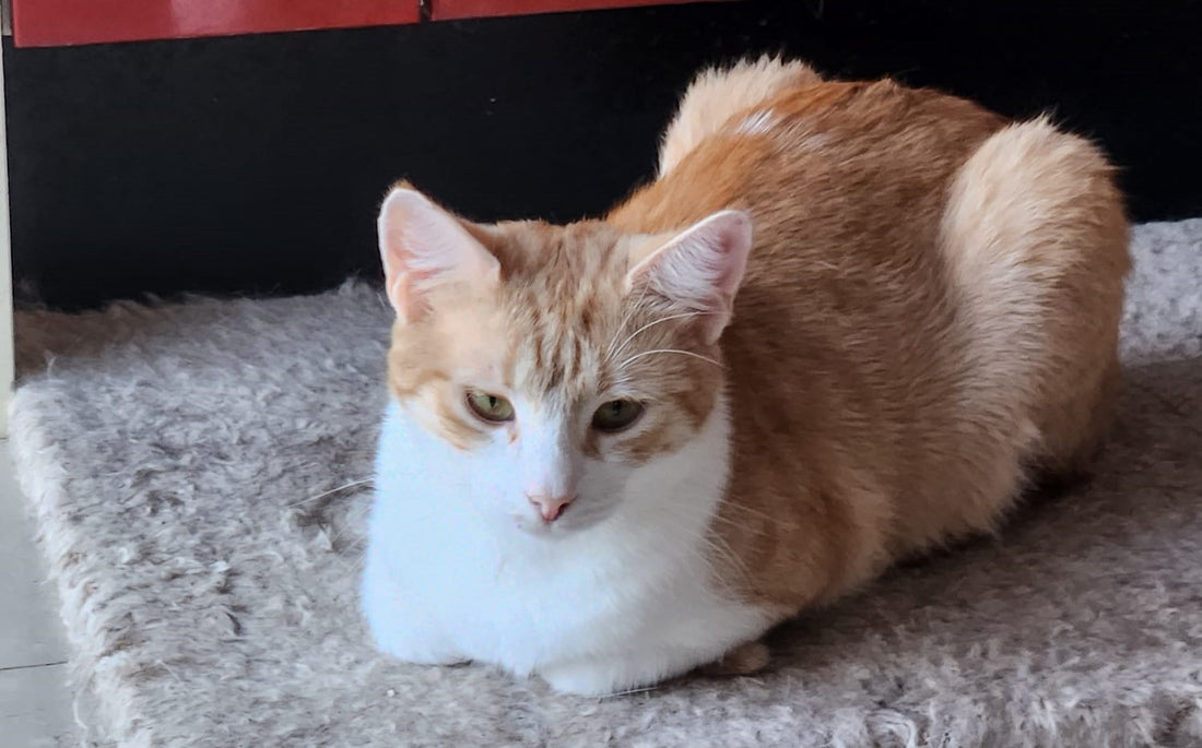 Cat for adoption