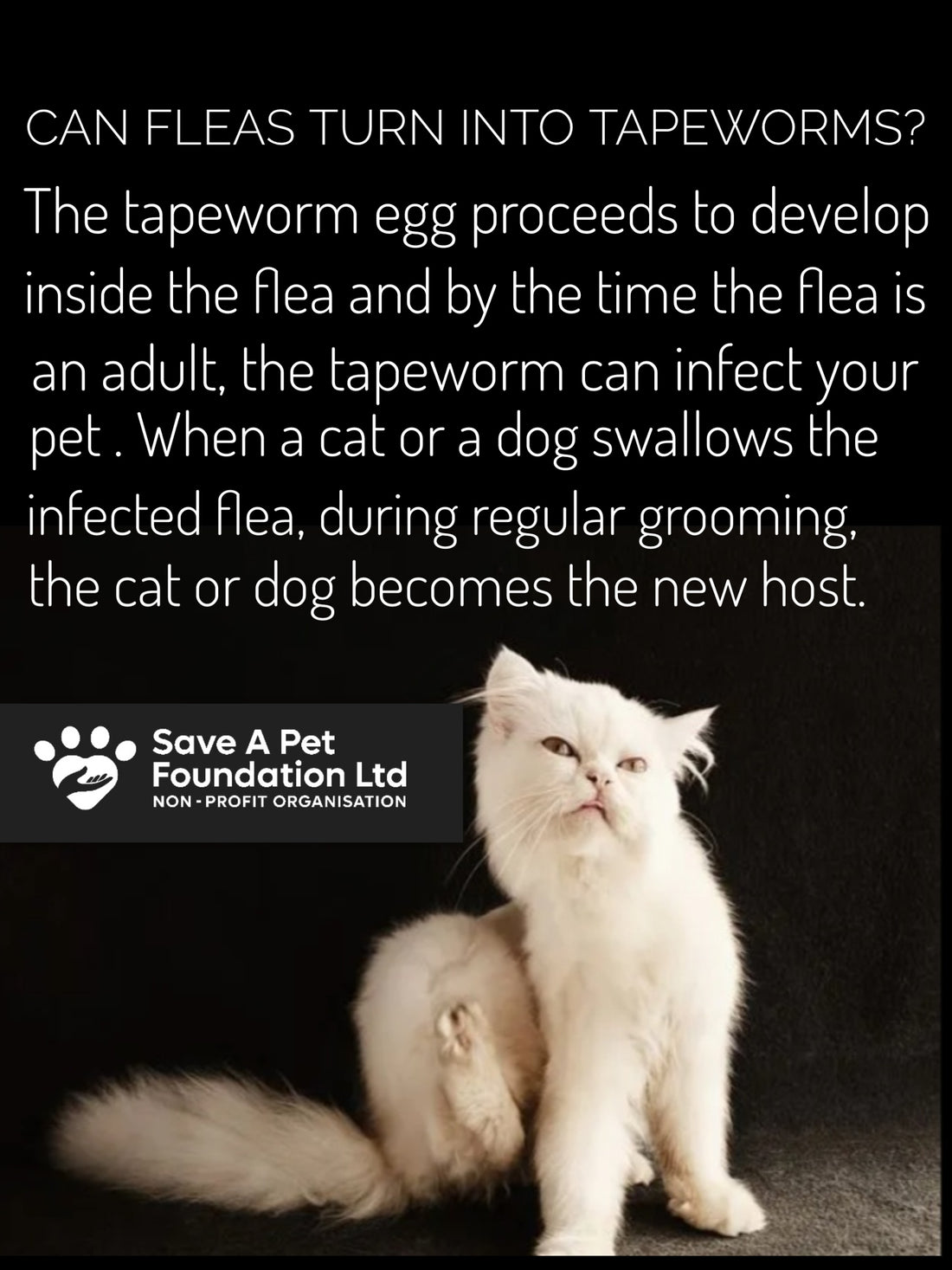 CAN FLEAS TURN INTO TAPEWORNS