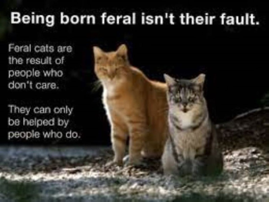HELP HOMELESS CATS.