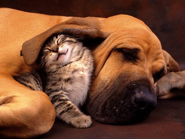 Save a Pet Foundation animal CARETAKER.
