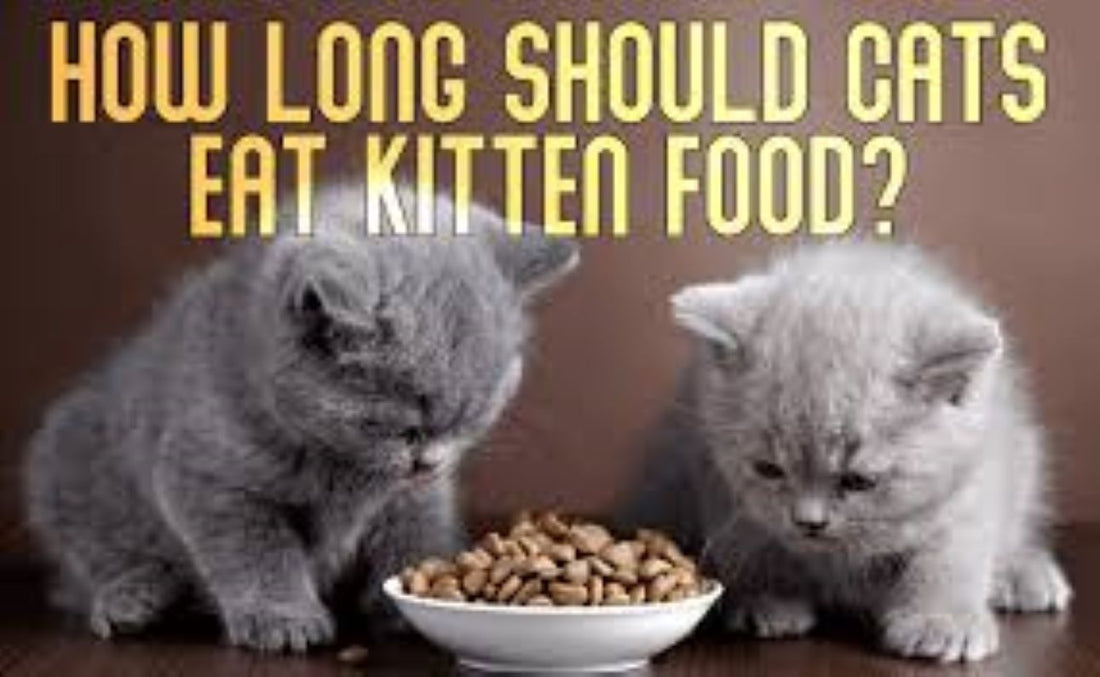 When to Switch from Kitten Food to Adult Cat Food