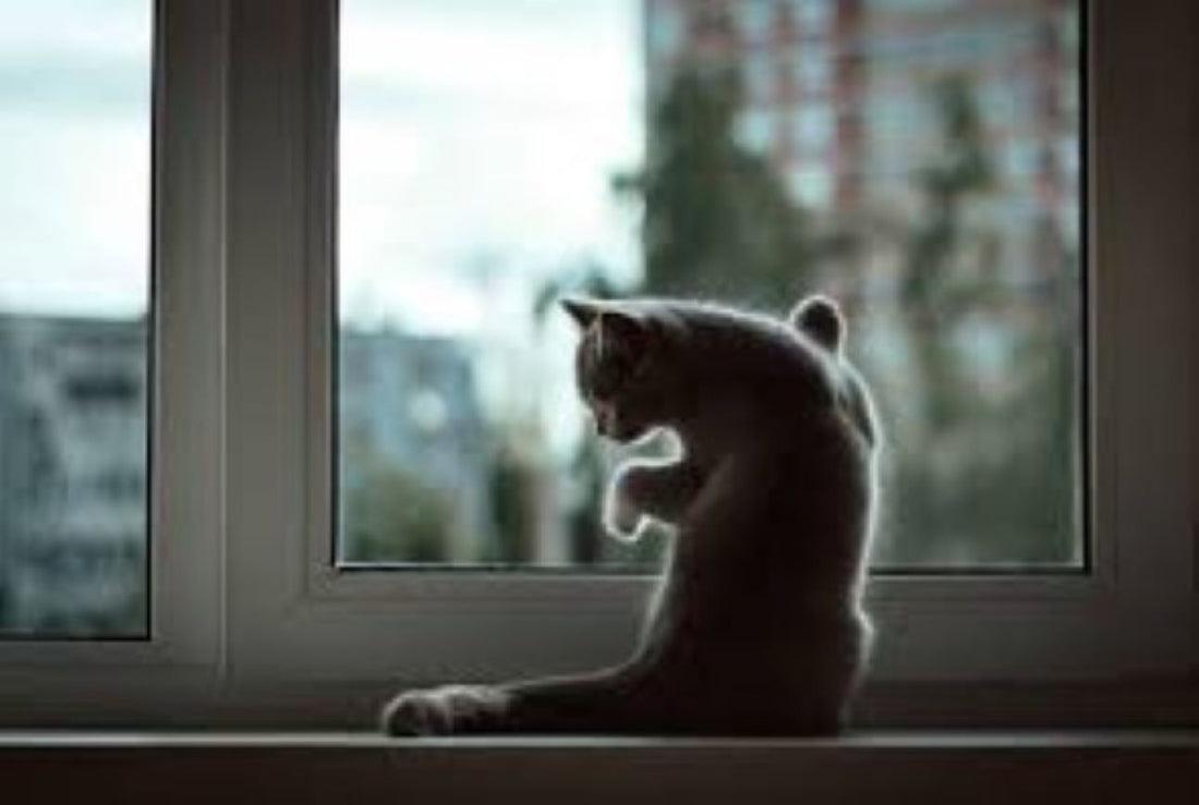 DO CATS ACTUALLY MISS THEIR OWNERS WHEN THEY’RE AWAY?